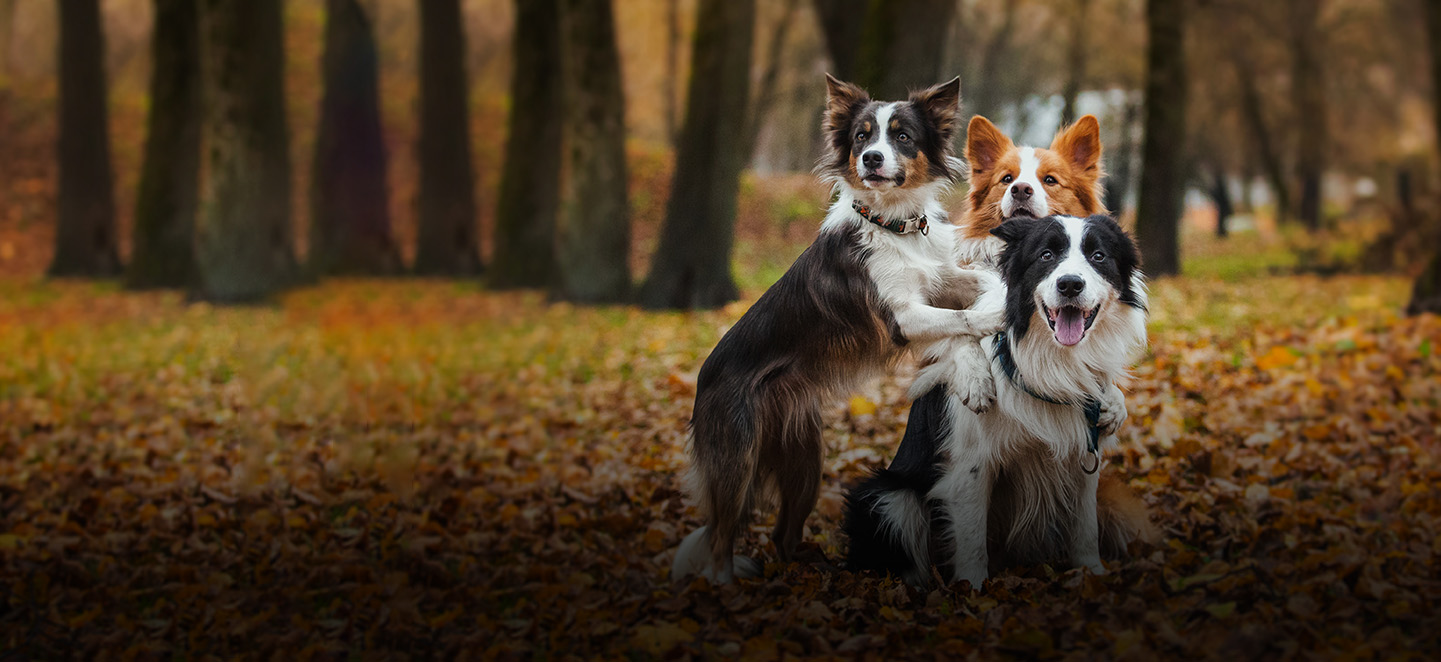 3 collies