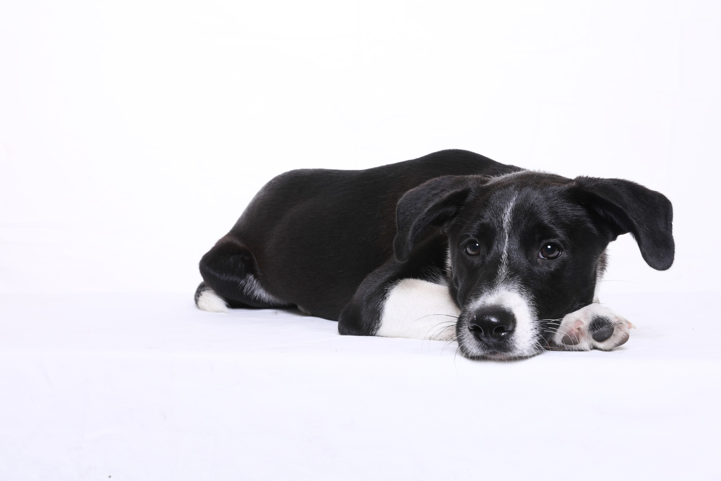 心絲蟲患犬精神沉鬱