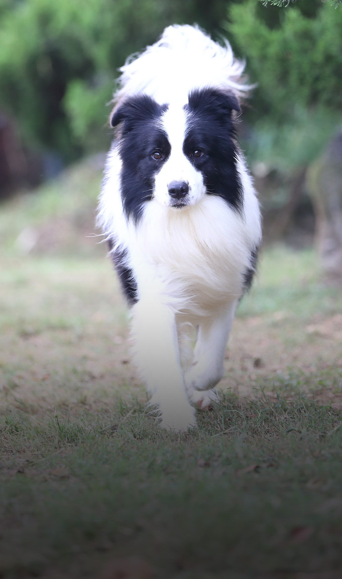 可怕心絲蟲banner_Mobile