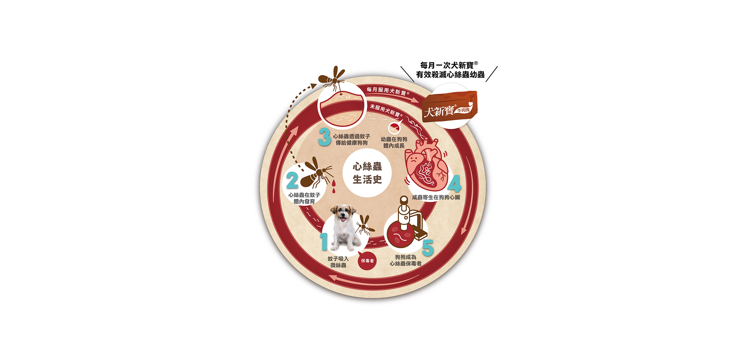 2023-網頁用-心絲蟲生活史-1440-662v3