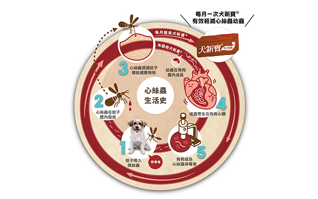 心絲蟲生活史_mobile