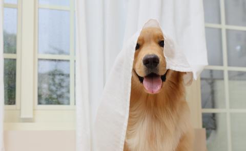 Must know guide for pet owner